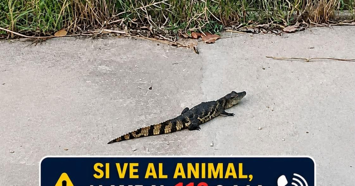 Amplían la alerta a otros pueblos de Alicante por la presencia de un caimán de un metro junto al río