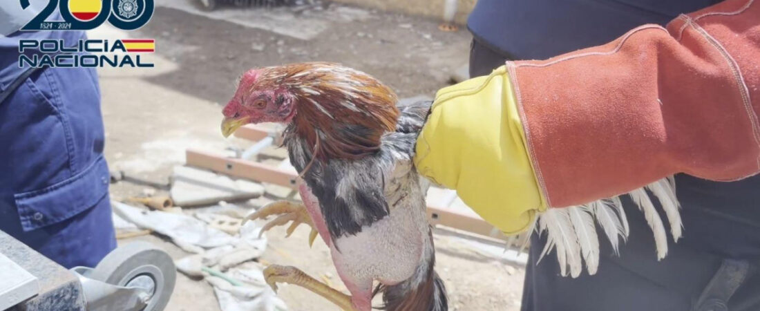Desmantelan tres plantaciones de marihuana y rescatan una treintena de animales maltratados en Valencia