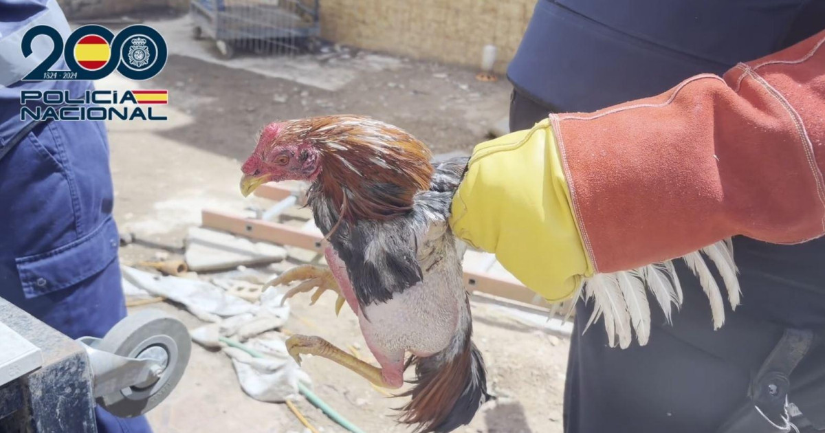 Desmantelan tres plantaciones de marihuana y rescatan una treintena de animales maltratados en Valencia