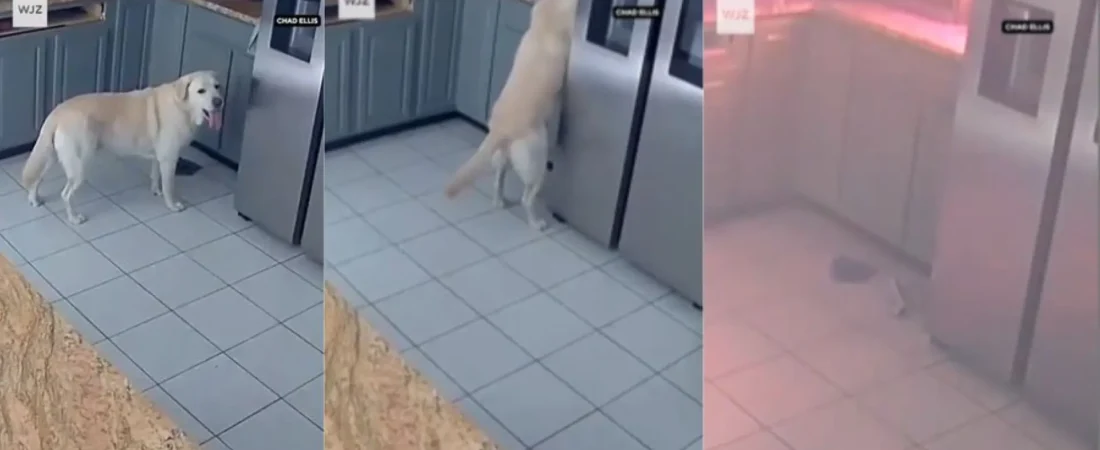 Una cámara de seguridad revela cómo un perro provoca un incendio que destruyó una casa y mató a otras tres mascotas