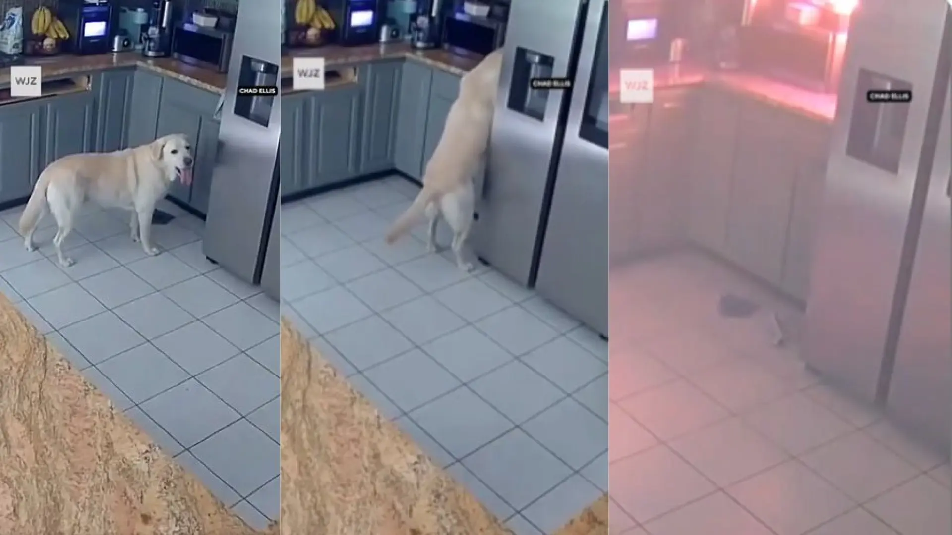 Una cámara de seguridad revela cómo un perro provoca un incendio que destruyó una casa y mató a otras tres mascotas